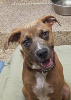 Margot 64093 -  Mixed Breed Dog for Adoption in Aiken, South Carolina - Margot 64093 | PetCurious
