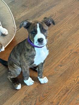 Mac -  Pit Bull Terrier Dog for Adoption in Painesville, Ohio - Mac | PetCurious
