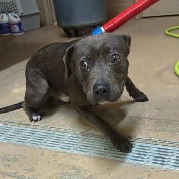 Chewie -  Mixed Breed Dog for Adoption in Gadsden, Alabama - Chewie | PetCurious