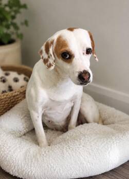 Dove- Sweet beagle girl looking for love. -  Beagle Dog for Adoption in Conway, South Carolina - Dove- Sweet Beagle Girl Looking For Love. | PetCurious