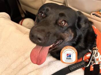 APRIL -  Australian Cattle Dog Blue Heeler and Mixed Breed Dog for Adoption in Phoenix, Arizona - APRIL | PetCurious