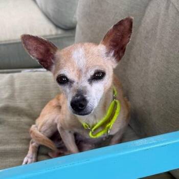 Ragina -  Chihuahua Dog for Adoption in Otisfield, Maine - Ragina | PetCurious