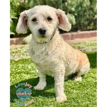 Ducky COH -  Miniature Poodle Dog Available for Adoption in Inglewood, California - Ducky COH | PetCurious