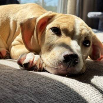 Daisy -  German Shorthaired Pointer and Labrador Retriever Dog for Adoption in Christiansburg, Virginia - Daisy | PetCurious