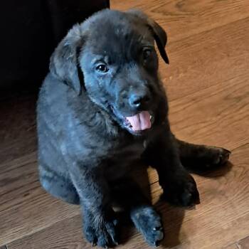 Shepherd and Plott Hound Dogs Available for Adoption in Austin, Texas - Maui JuM | PetCurious