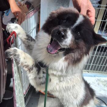 Chow Chow and Border Collie Dogs Available for Adoption in Manhattan Beach, California - Bella Oreo Goodstuff | PetCurious