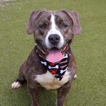 Mixed Breed Dogs Available for Adoption in Athens, Georgia - Taco (Rocko) | PetCurious