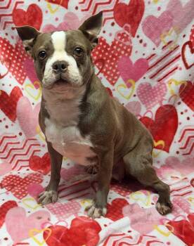 Boston Terrier Dogs Available for Adoption - REMI (ohiosdrescue@gmail.com) | PetCurious