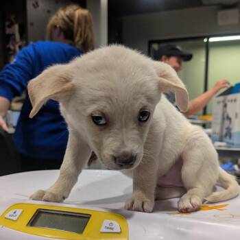Spaniel and Labrador Retriever Dogs Available for Adoption in Tampa, Florida - Riley Grimes | PetCurious