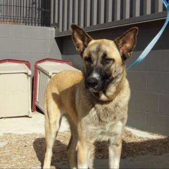 Mixed Breed Dogs Available for Adoption in Janesville, Wisconsin - Prissy | PetCurious