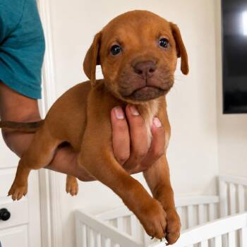 Cinnamon -  American Staffordshire Terrier and Great Dane Dog for Adoption in San Diego, California - Cinnamon | PetCurious