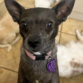 RAZZLE DAZZLE -  Chihuahua Dog for Adoption in Phoenix, Arizona - RAZZLE DAZZLE | PetCurious