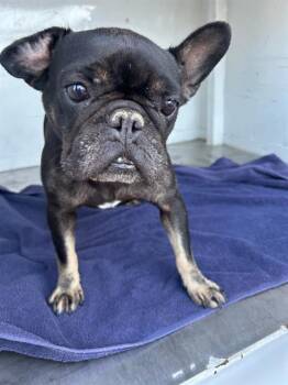 Rescue French Bulldog Dogs for Adoption in Stockton, California - RORY | PetCurious