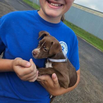 Veni -  Chihuahua and Mixed Breed Dog for Adoption in Tomah, Wisconsin - Veni | PetCurious