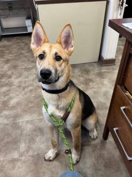 Shepherd Dogs Available for Adoption in Springfield, Ohio - Churro | PetCurious