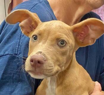 Tanna -  Hound Dog for Adoption in Manchester, Connecticut - Tanna | PetCurious