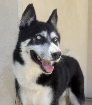 Nobu -  Siberian Husky Dog for Adoption in Palm Desert, California - Nobu | PetCurious
