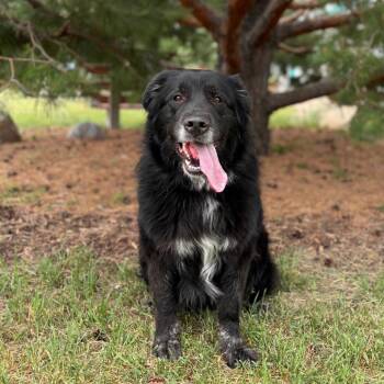 Onyx -  Great Pyrenees and Mixed Breed Dog for Adoption in Fargo, North Dakota - Onyx | PetCurious