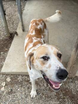 Great Dane and Great Pyrenees Dogs Available for Adoption in Rochester, Indiana - DUSTY | PetCurious