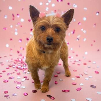 Yorkshire Terrier Dogs Available for Adoption in Indianapolis, Indiana - Lula | PetCurious