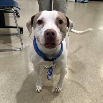 Pit Bull Terrier Dogs Available for Adoption in Manassas, Virginia - Layla (ID 51319/1453) | PetCurious