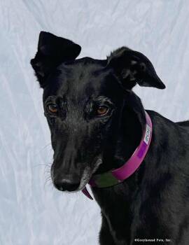 Zoe -  Greyhound Dog for Adoption in Woodinville, Washington - Zoe | PetCurious