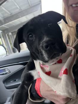 Mixed Breed Dogs Available for Adoption - Jack | PetCurious