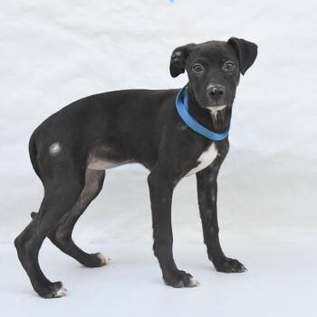 Black Labrador Retriever Dogs Available for Adoption in South Elgin, Illinois - Peggy | PetCurious