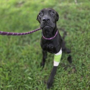 Koopa Troopa -  Mixed Breed Dog for Adoption in Houston, Texas - Koopa Troopa | PetCurious