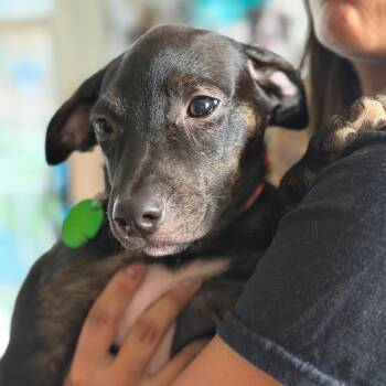 Ember -  Whippet and Mountain Cur Dog for Adoption in New Orleans, Louisiana - Ember | PetCurious