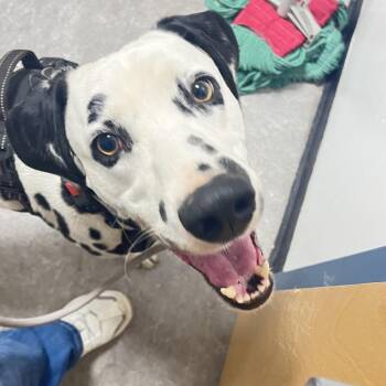 Dezzi -  Dalmatian Dog for Adoption in Philadelphia, Pennsylvania - Dezzi | PetCurious