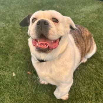 Sue -  English Bulldog Dog for Adoption in Walnut Creek, California - Sue | PetCurious
