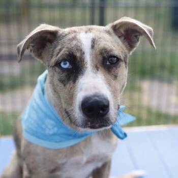 AMILIE -  Catahoula Leopard Dog Dog for Adoption in San Antonio, Texas - AMILIE | PetCurious