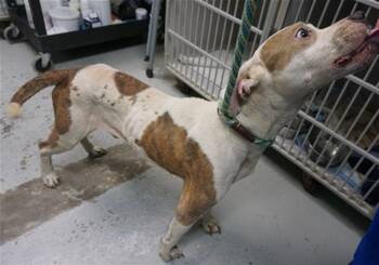 Rescue Pit Bull Terrier and Mixed Breed Dogs for Adoption in Ocala, Florida - ROLO | PetCurious