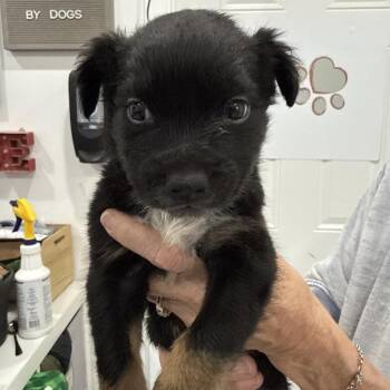 Chatter -  Chihuahua and Mixed Breed Dog for Adoption in Sacramento, California - Chatter | PetCurious
