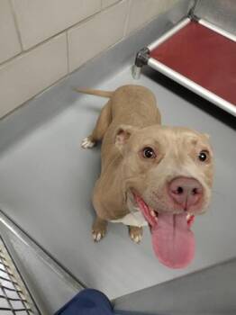 Pit Bull Terrier and Mixed Breed Dogs Available for Adoption - Zoey | PetCurious