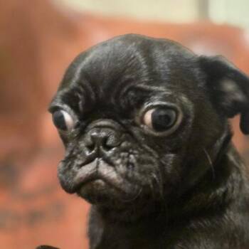 Lainey -  Pug Dog for Adoption in Seattle, Washington - Lainey | PetCurious