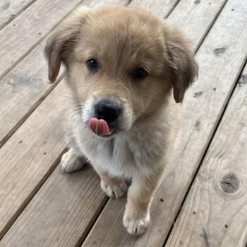 Border Collie Dogs Available for Adoption - Sandy - An Active, Confident Puppy | PetCurious