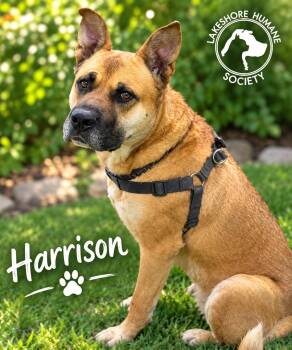 Harrison -  Akita and Shepherd Dog for Adoption in Dunkirk, New York - Harrison | PetCurious
