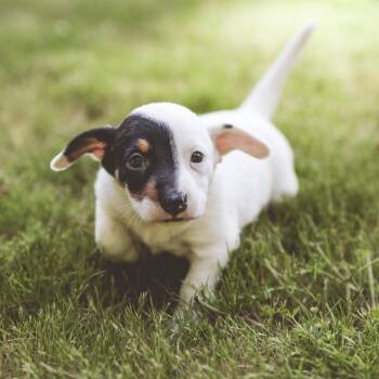 Diego -  Dachshund and Australian Shepherd Dog for Adoption in Portland, Oregon - Diego | PetCurious