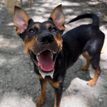 Girlie -  German Pinscher and Mixed Breed Dog for Adoption in Aberdeen, North Carolina - Girlie | PetCurious