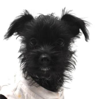 Wednesday/Reo -  Terrier Dog for Adoption in Springfield, Ohio - Wednesday/Reo | PetCurious