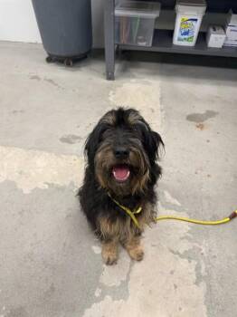 Poodle and Bernese Mountain Dog Dogs Available for Adoption in Urbana, Illinois - Margo | PetCurious