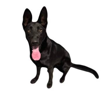 Shepherd Dogs Available for Adoption in Red Bluff, California - Marie | PetCurious