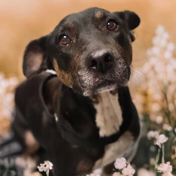 Rescue Mixed Breed Dogs for Adoption in Sarasota, Florida - Barbara | PetCurious