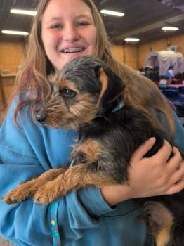 Hodges -  Mixed Breed Dog for Adoption in Hopkinton, Massachusetts - Hodges | PetCurious