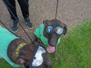 Rescue Boxer Dogs for Adoption in Kempner, Texas - Roger | PetCurious