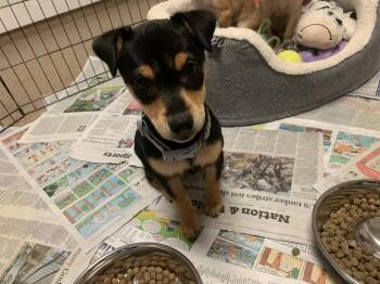 Zoey -  Chihuahua and Shar Pei Dog for Adoption in Sanford, Florida - Zoey | PetCurious