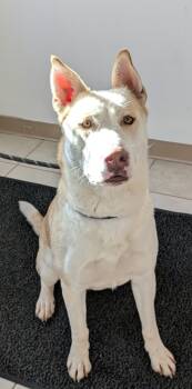 Rescue Shepherd Dogs for Adoption in Osage Beach, Missouri - Daphne | PetCurious