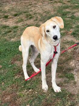 Paisley -  Labrador Retriever Dog for Adoption in Springfield, Illinois - Paisley | PetCurious